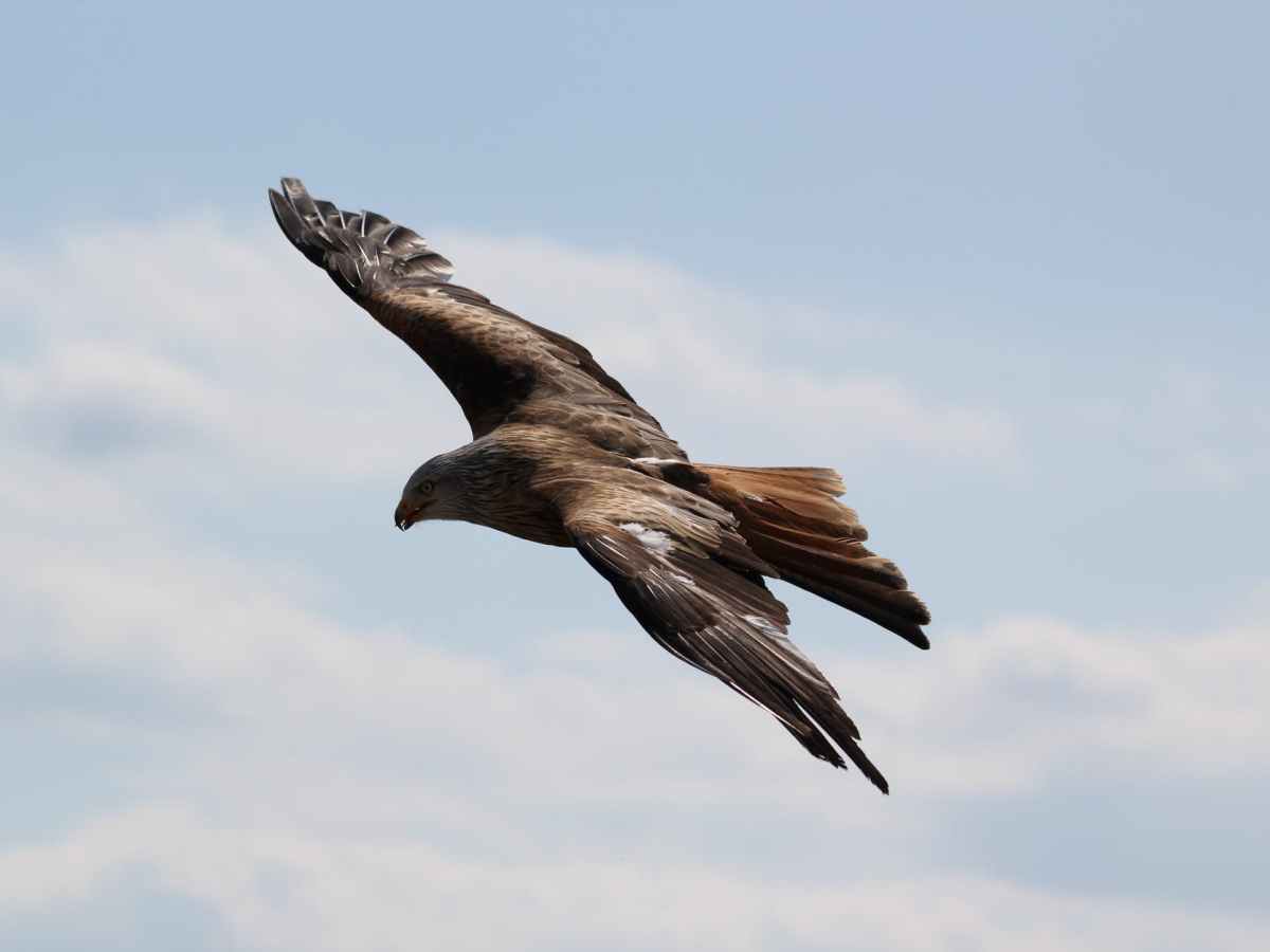 God can teach us via&nbsp;eagles