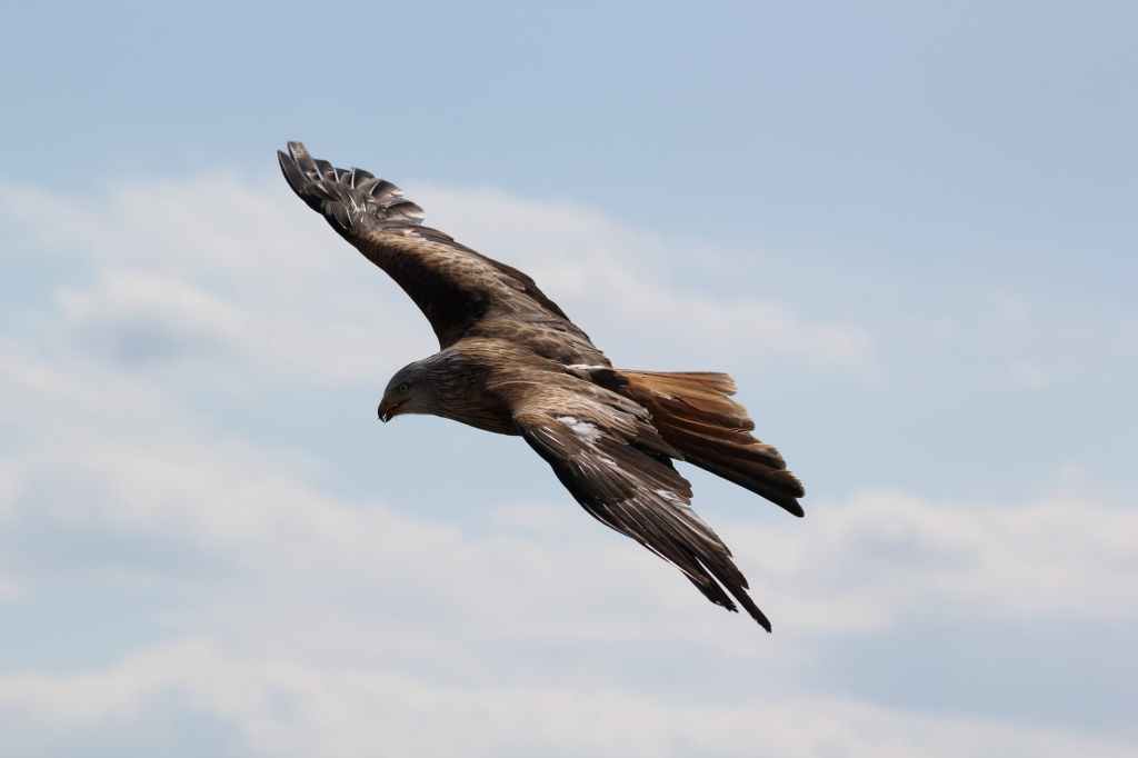 God can teach us via&nbsp;eagles