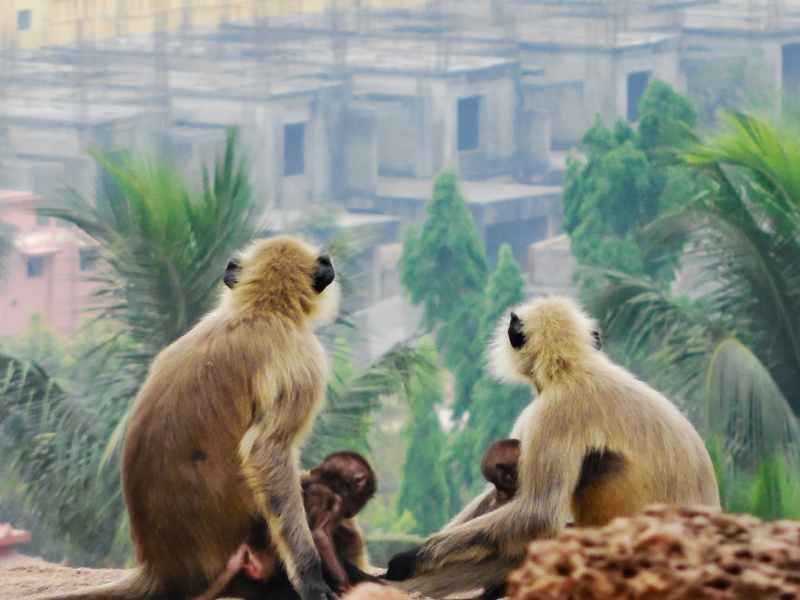 Monkey pox