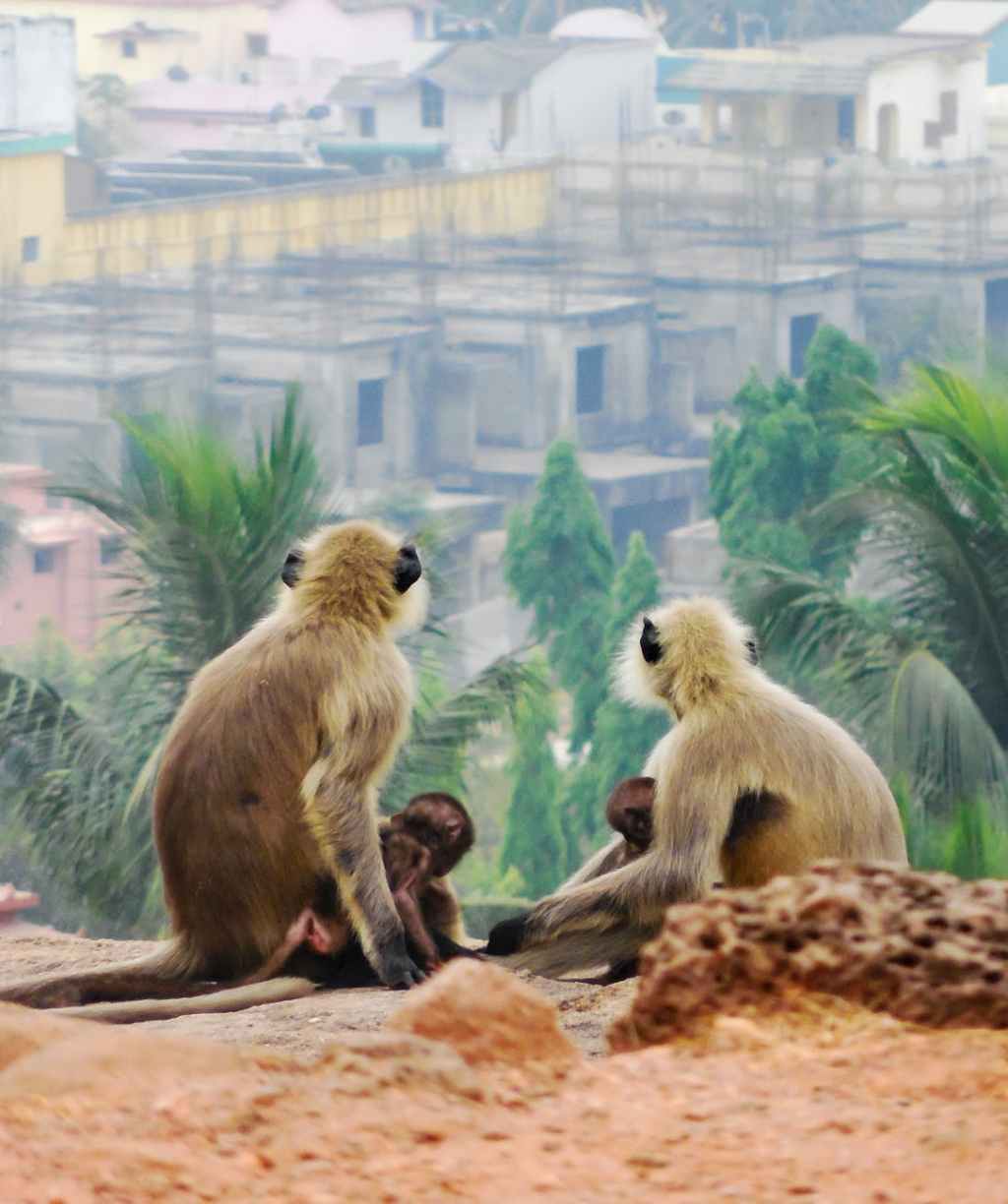 Monkey pox
