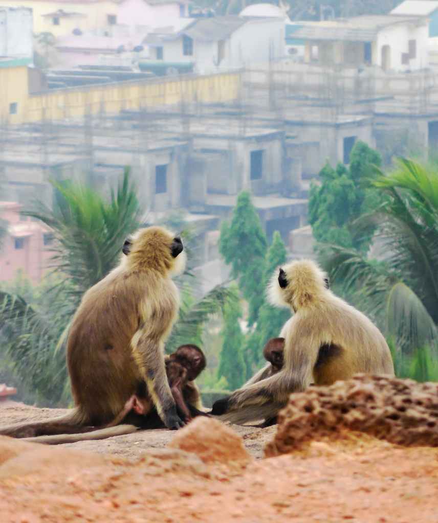 Monkey pox